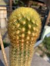 Borzicactus icosagonus